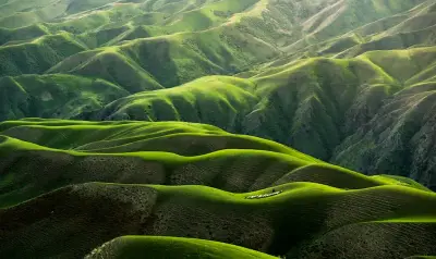A single tree standing alone on a hillside in golden hour light, symbolizing the Day Master as the core self in Bazi