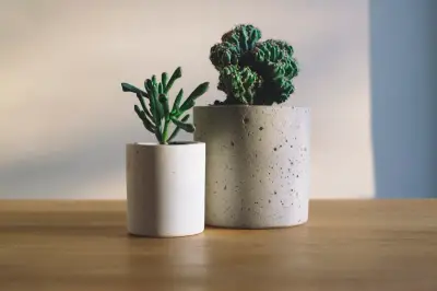 Lush indoor plants arranged in a bright living room with natural light